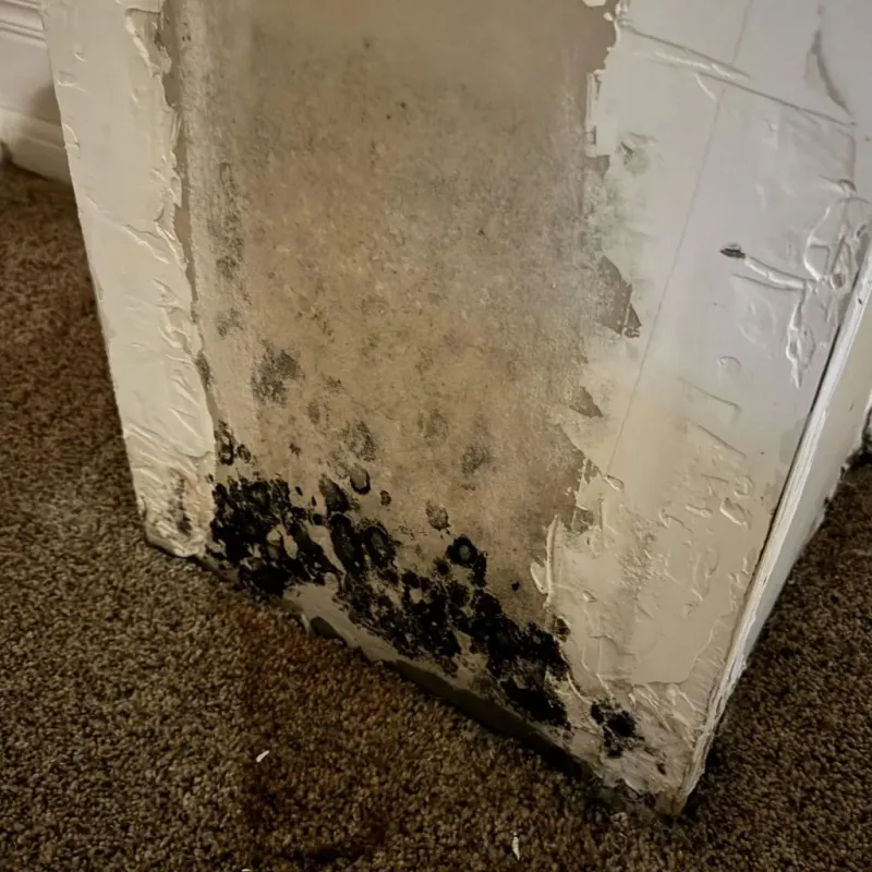 Professional Mold Removal in Forest City, PA